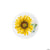 Fun Express Party Supplies Sunflower Plates 7″ (8 count)