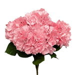 Silk Pongee Hydrangea Bush - Light Mauve - 1 Bouquet 18"