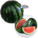 Round Watermelons 14" Foil Balloon