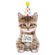 Cut The Catfetti Cat 36″ Balloon
