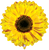 Betallic Mylar & Foil Yellow Sunflower Flower 24″ Balloon