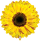 Globo Flor Girasol Amarilla 24″