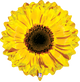 Yellow Sunflower Flower 24″ Balloon